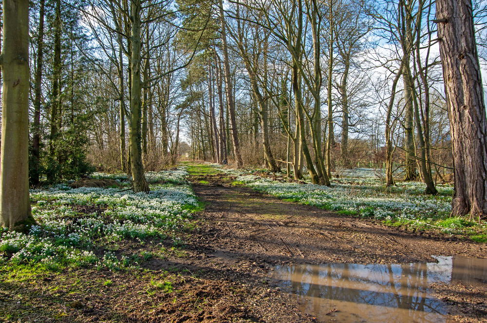 Snowdrop Track