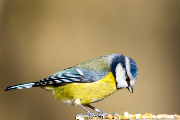 Blue Tit