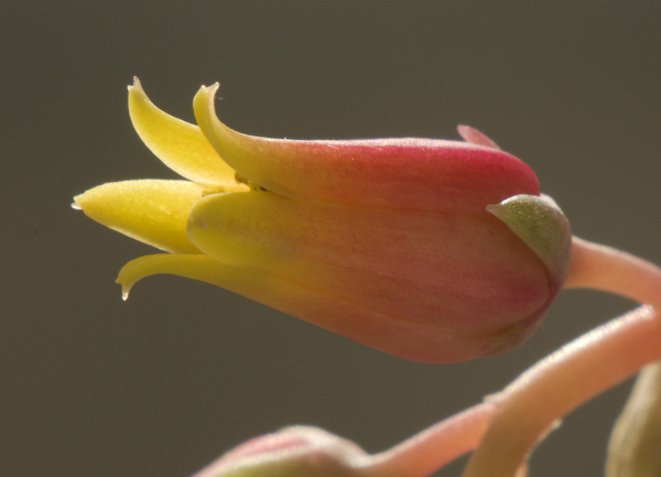 Cactus Flower