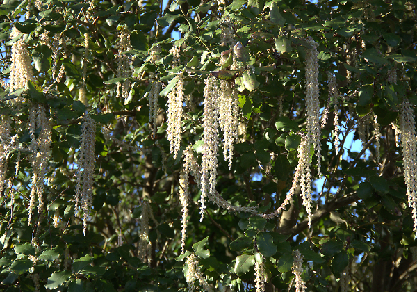 Catkins ?