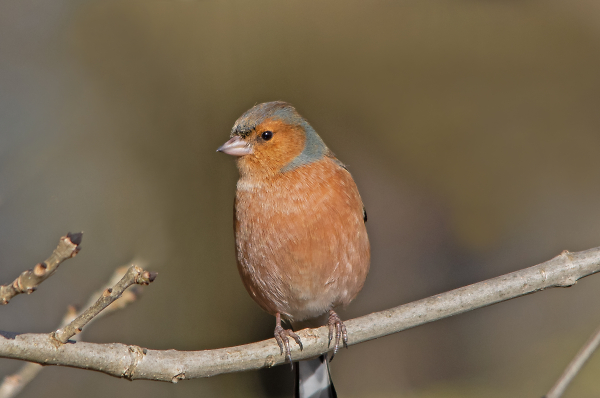 Chaffinch