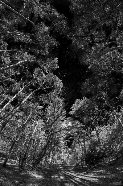 Dramatic Forest