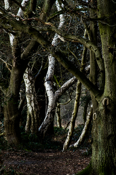 Into the Woods