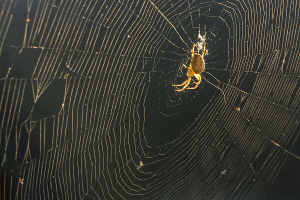 L'araigne jaune - The yellow spider