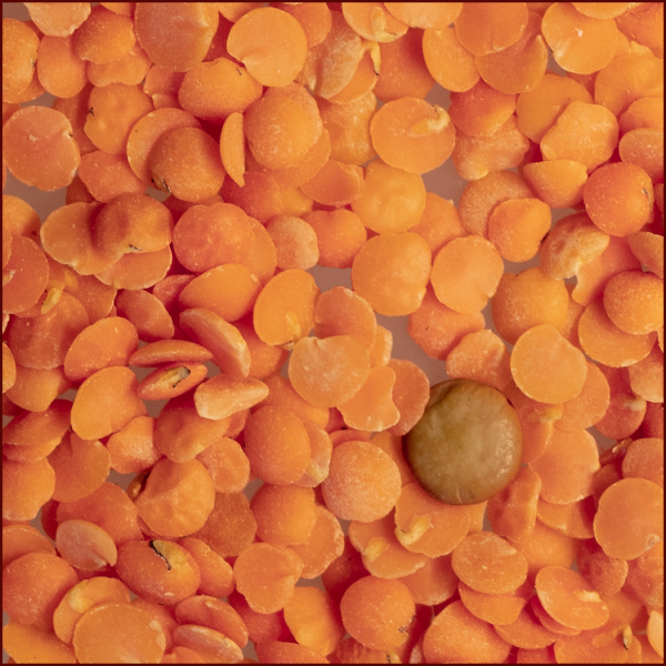 Lentils