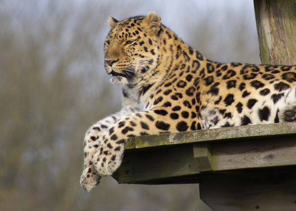 Leopard