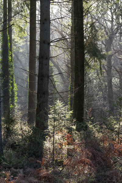 New Forest Sunshine