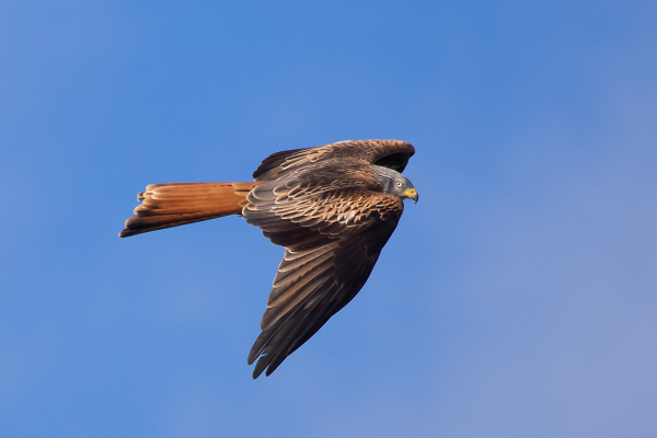 Red Kite