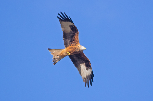 Red Kite