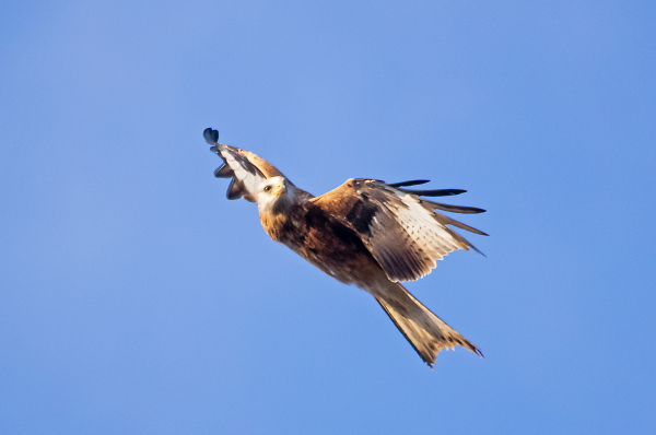 Red Kite
