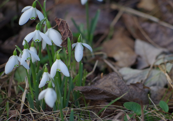 Snowdrops