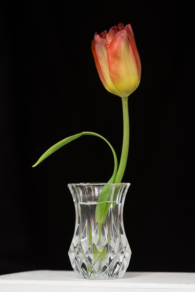 Tulip