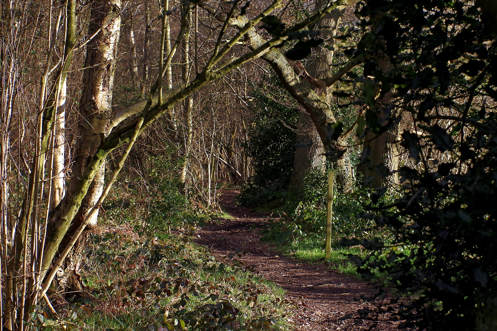 A path through the forest.
