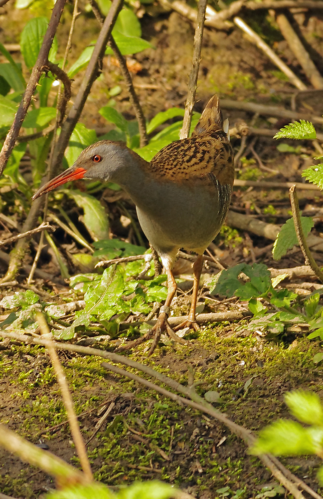 A very secretive little water Rail