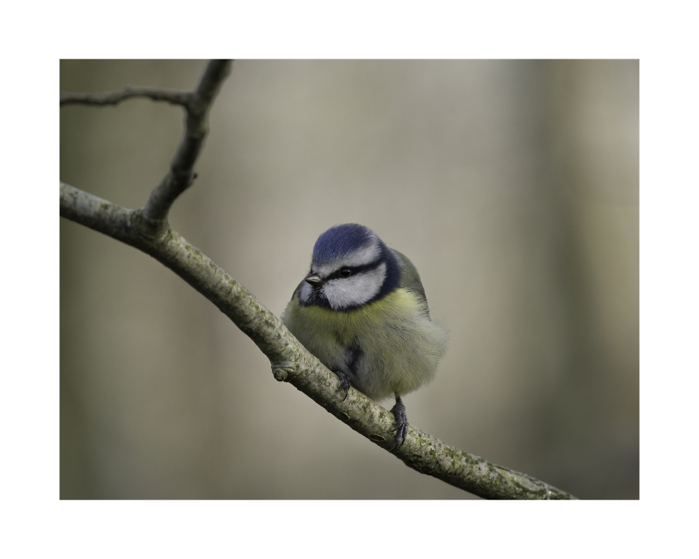 Blue TIT