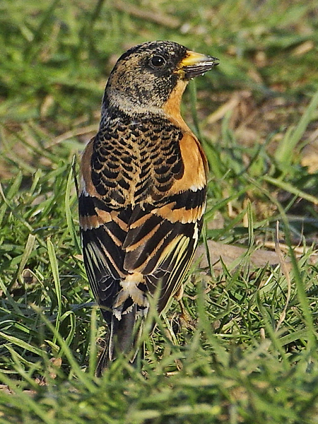 Brambling