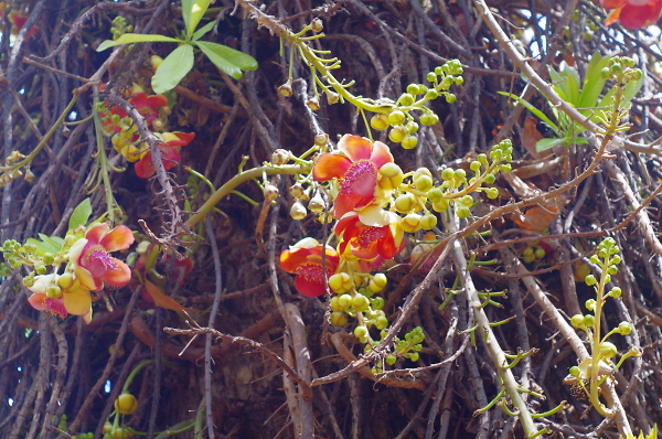 Canon Ball Tree