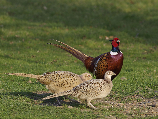 Colourful birds