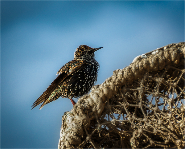 Common Starling