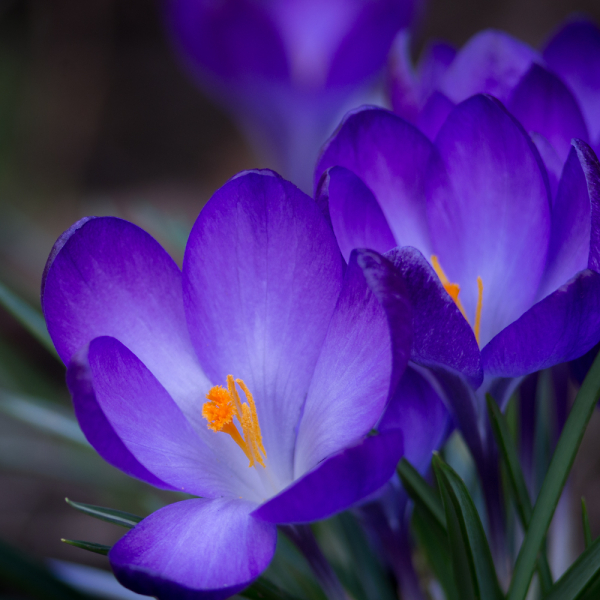 Crocus.