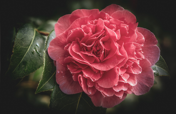Delicate Pastel Camellia