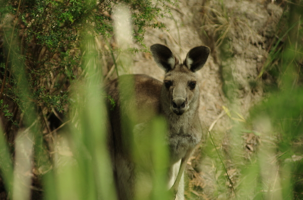 Here is looking at me