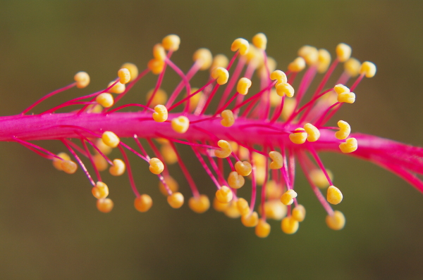 Hibiscus