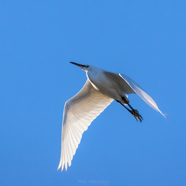 Little Egret
