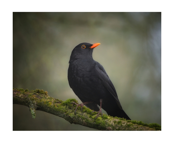 male blackbird