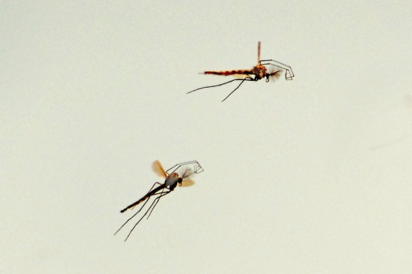Midges on the wing  (Chironomus plumosus)