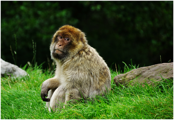 Monkey World