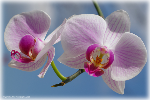 Moth Orchid Flower Contre-Jour