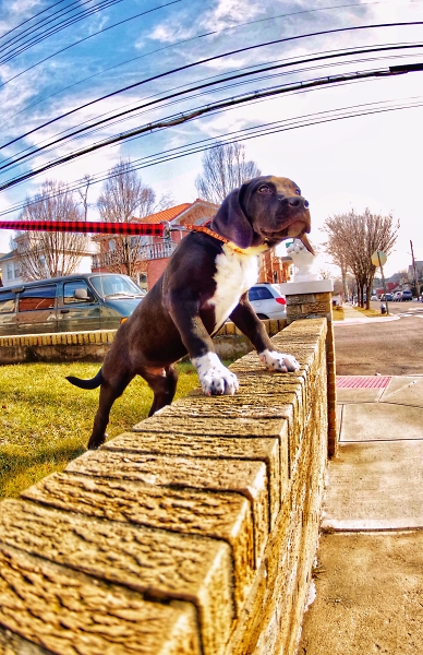 Neighbors puppy