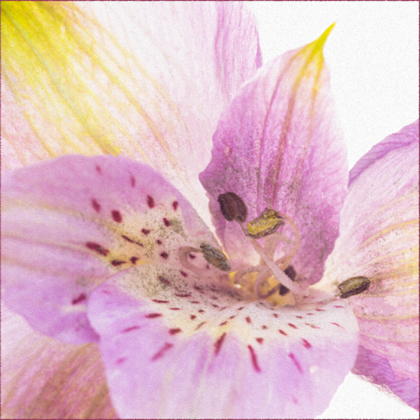 Peruvian Lily