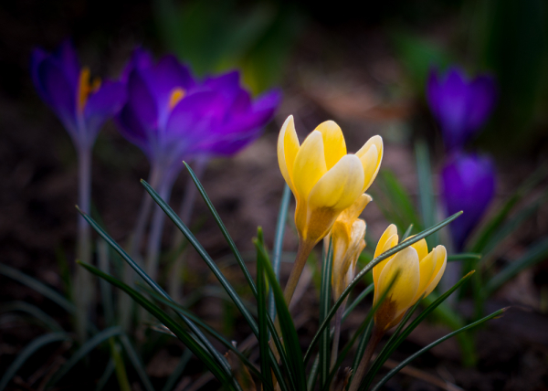 Springtime arrives, in the Garden.
