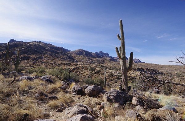 Tucson desert