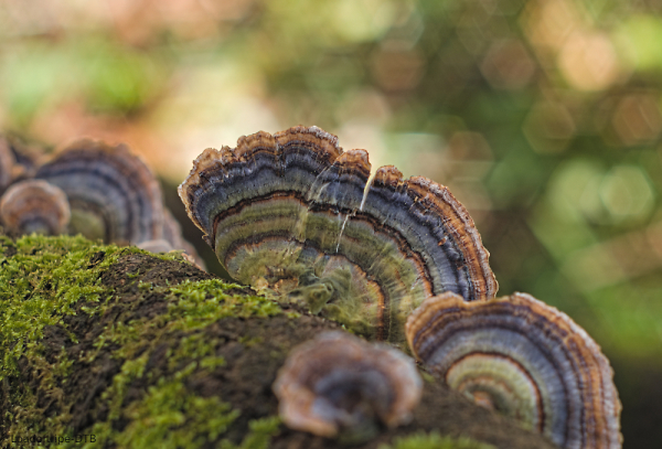 Turkey Tail Fungus
