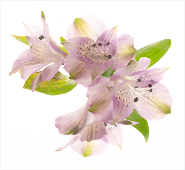 Peruvian Lilies