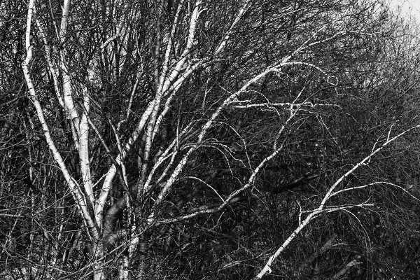 Silver Birch