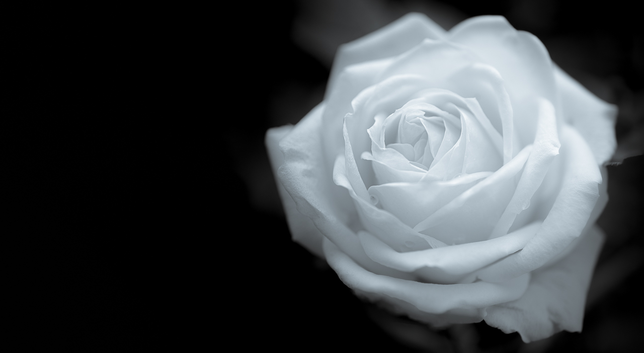 Beauty In A Bloom