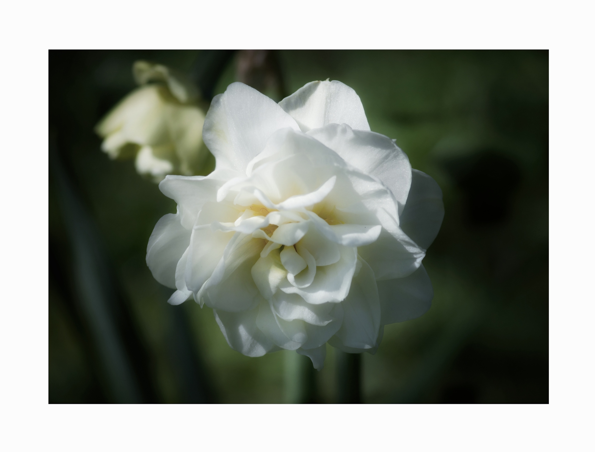 first flower shot from my new lens