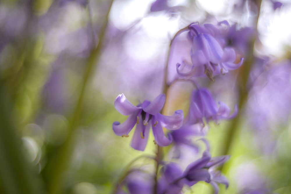 Bluebell Beauty