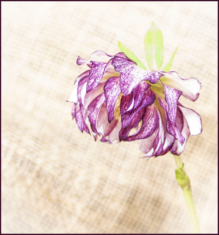 Hellebore