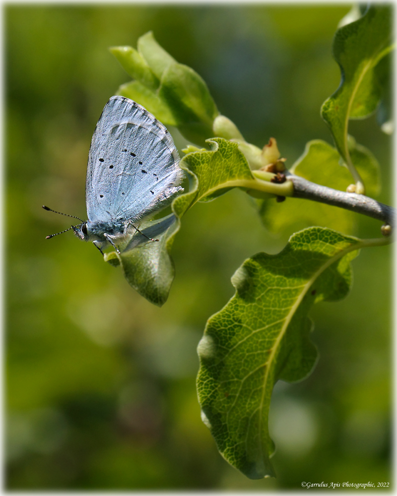 Holly Blue Butterfly