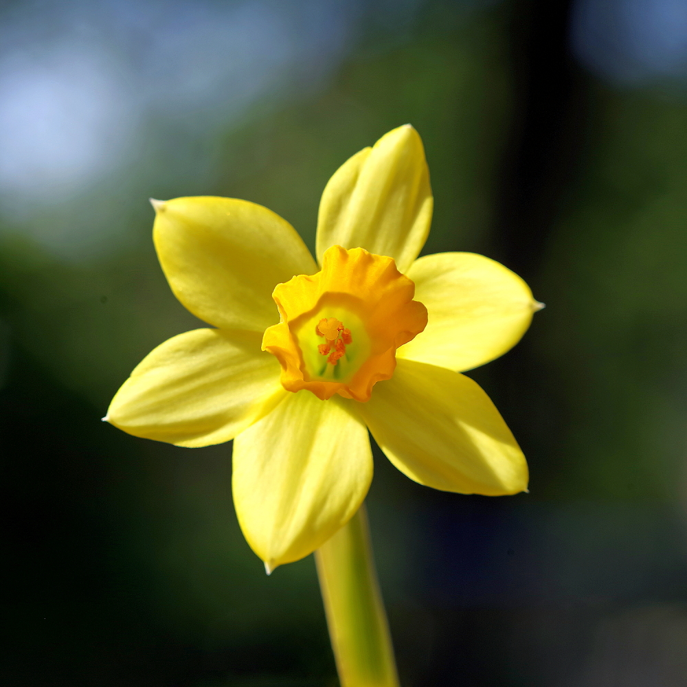 Just a daffodil