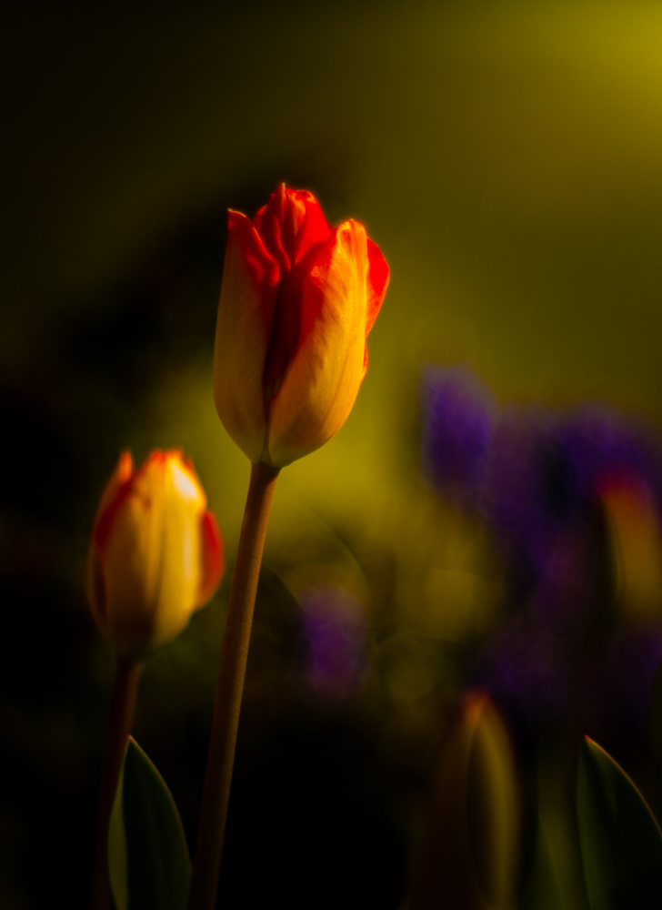 Tulips in the Evening-Sun.
