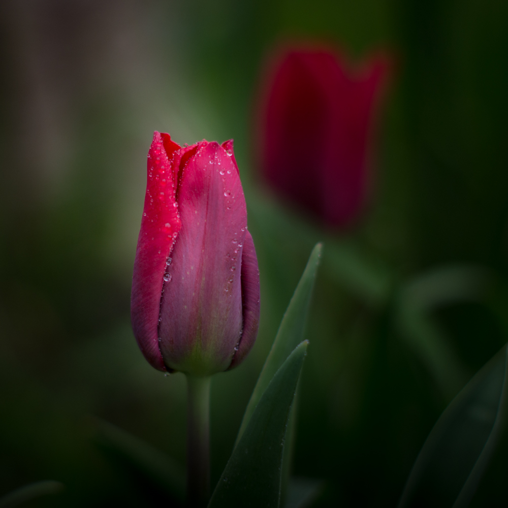 Yes its another Tulip !