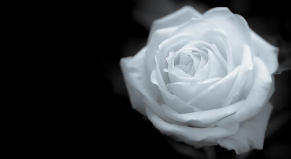Beauty In A Bloom