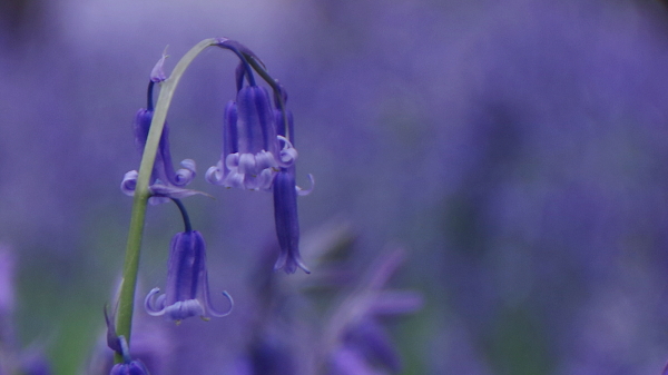 Bluebell bokeh.