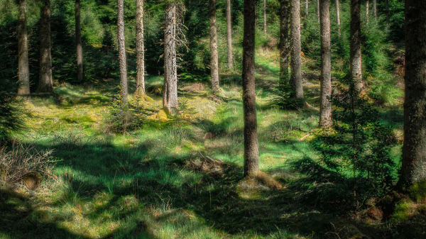 Dappled Woodland